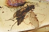 Fossil Wood Gnat (Anisopodidae) and Bark in Baltic Amber - Rare! #315534-1
